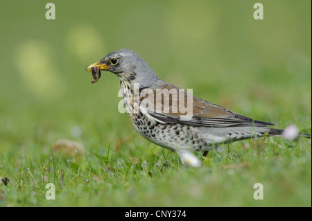 F) fieldfare (Turdus, assis sur le sol avec un ver dans son bec, l'Allemagne, la Bavière Banque D'Images