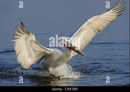 Pélican frisé (Pelecanus crispus), l'atterrissage sur l'eau, de Grèce, de Macédoine, de Kerkini Lake Banque D'Images