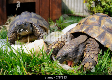 Les tortues se nourrissent d'saladleaves Banque D'Images