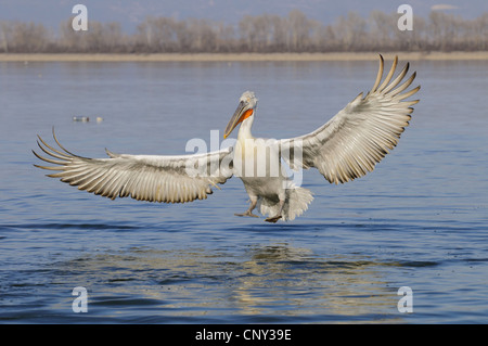 Pélican frisé (Pelecanus crispus), l'atterrissage sur l'eau, de Grèce, de Macédoine, de Kerkini Voir Banque D'Images