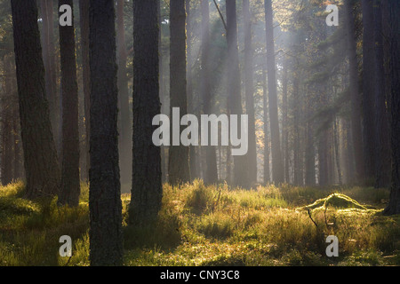 L'aube d'automne en forêt de pins, Royaume-Uni, Ecosse, le Parc National de Cairngorms Banque D'Images