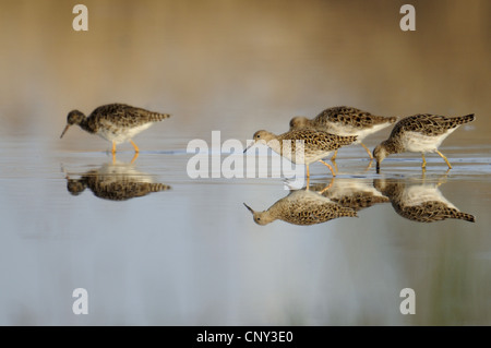 Le Combattant varié (Philomachus pugnax), en eau peu profonde, l'Allemagne, Rhénanie du Nord-Westphalie Banque D'Images