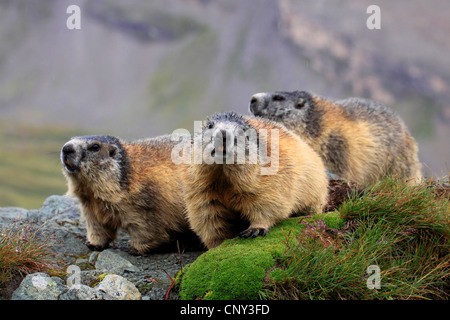 Marmotte des Alpes (Marmota marmota), trois animaux sur un éperon de roches moussues, l'Autriche, le Parc National du Hohe Tauern, Grossglockner Banque D'Images