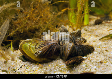 La moule zébrée, Dreissena en forme de nombreux (Dreissena polymorpha), sur l'Unio pictorum, Allemagne, Bavière, Staffelsee Banque D'Images