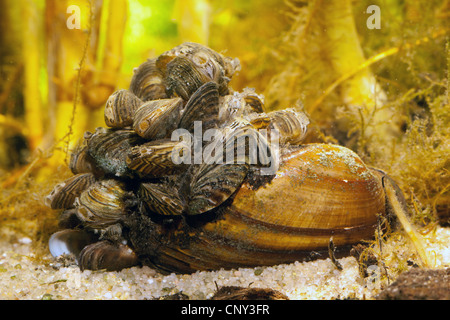 La moule zébrée, Dreissena en forme de nombreux (Dreissena polymorpha), sur l'Unio pictorum, Allemagne, Bavière, Staffelsee Banque D'Images