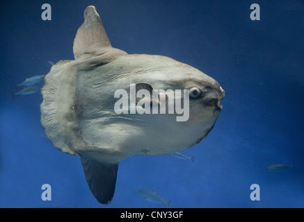 Ocean poisson-lune (Mola mola), plus connu dans le monde des poissons osseux Banque D'Images