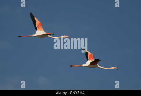 Flamant rose (Phoenicopterus roseus, Phoenicopterus ruber roseus), voler, France, Provence, Camargue Banque D'Images