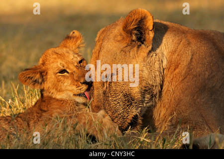 Lion (Panthera leo), Lionne &AMP ; d'oursons, Botswana, Chobe National Park Banque D'Images