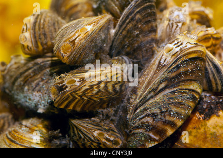 La moule zébrée, Dreissena en forme de nombreux (Dreissena polymorpha), colonie, Allemagne, Bavière, Staffelsee Banque D'Images