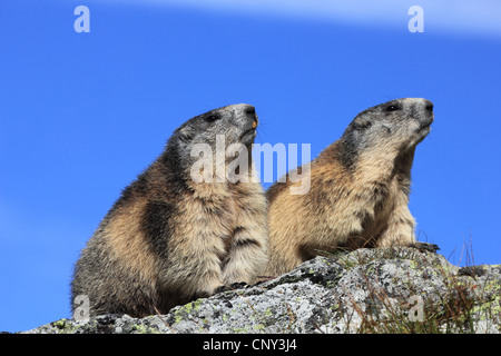 Marmotte des Alpes (Marmota marmota), deux animaux assis côte à côte sur un éperon rocheux, l'Autriche, le Parc National du Hohe Tauern, Grossglockner Banque D'Images