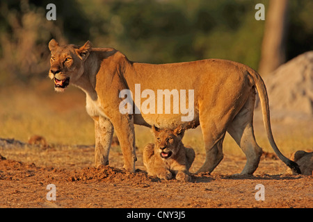 Lion (Panthera leo), Lionne avec cub dans la lumière du soir, Botswana, Chobe National Park Banque D'Images