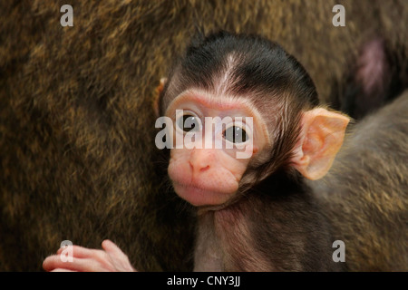 Manger du crabe, Macaque Macaque de Java, Longtailed (Macaca fascicularis Macaque, Macaca irus), portrait, Malaisie, Sarawak, parc national de Bako Banque D'Images