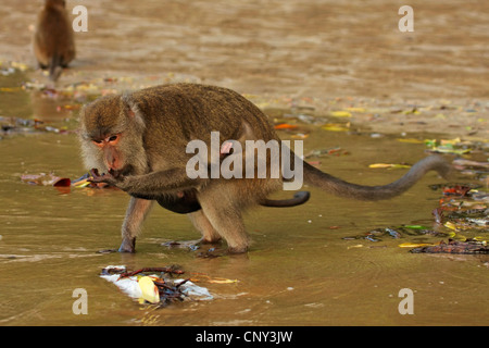 Manger du crabe, Macaque Macaque de Java, Longtailed (Macaca fascicularis Macaque, Macaca irus), de boire, de la Malaisie, Sarawak, parc national de Bako Banque D'Images