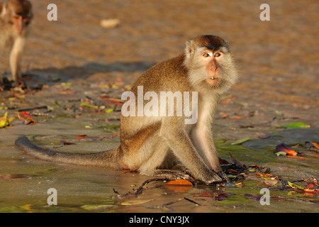 Manger du crabe, Macaque Macaque de Java, Longtailed (Macaca fascicularis Macaque, Macaca irus), sur l'alimentation, de la Malaisie, Sarawak, parc national de Bako Banque D'Images