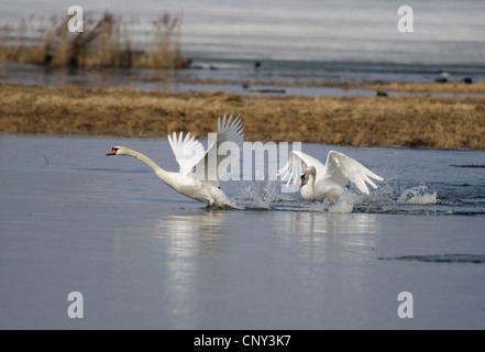 Mute swan (Cygnus olor), mâle dominant chaching est un intrus de son territoire, la Suède, le lac Hornborga Banque D'Images