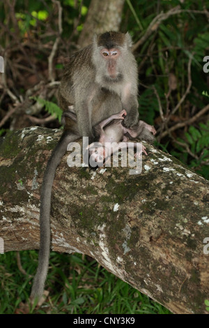 Manger du crabe, Macaque Macaque de Java, Longtailed (Macaca fascicularis Macaque, Macaca irus), mère de cub, Malaisie, Sarawak, parc national de Bako Banque D'Images