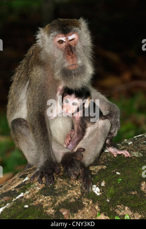 Manger du crabe, Macaque Macaque de Java, Longtailed (Macaca fascicularis Macaque, Macaca irus), mère de cub, Malaisie, Sarawak, parc national de Bako Banque D'Images