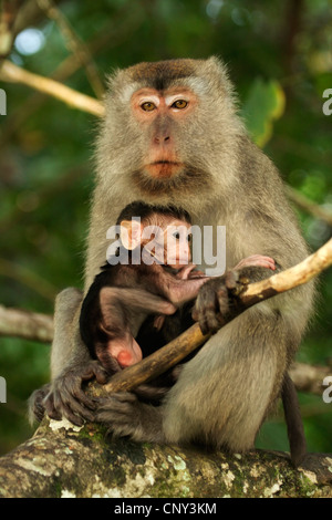 Manger du crabe, Macaque Macaque de Java, Longtailed (Macaca fascicularis Macaque, Macaca irus), mère de cub, Malaisie, Sarawak, parc national de Bako Banque D'Images