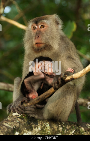 Manger du crabe, Macaque Macaque de Java, Longtailed (Macaca fascicularis Macaque, Macaca irus), mère de cub, Malaisie, Sarawak, parc national de Bako Banque D'Images