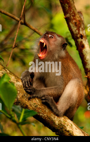 Manger du crabe, Macaque Macaque de Java, Longtailed (Macaca fascicularis Macaque, Macaca irus), homme reposant sur une branche du bâillement, Malaisie, Sarawak, parc national de Bako Banque D'Images