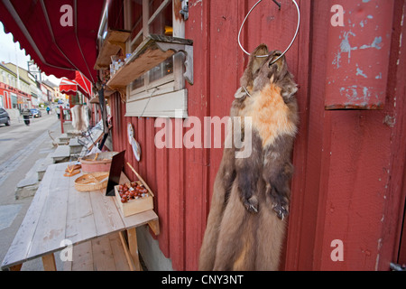 European martre des pins (Martes martes), des fourrures à vendre dans le village norvégien de Røros Røros, Norvège, Banque D'Images