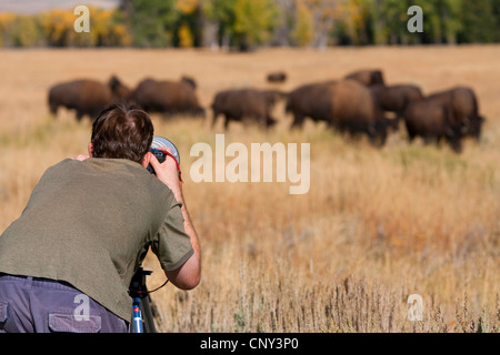 American bison, Bison (Bison bison), photographe à l'avant du troupeau de bisons, USA, Wyoming, Yellowstone National Park Banque D'Images