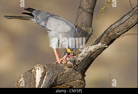 Chant-somalienne de l'Est, autour des palombes autour des palombes psalmodiant pâle (Melierax poliopterus), se nourrissant d'un écureuil, Kenya, Samburu National Reserve Banque D'Images