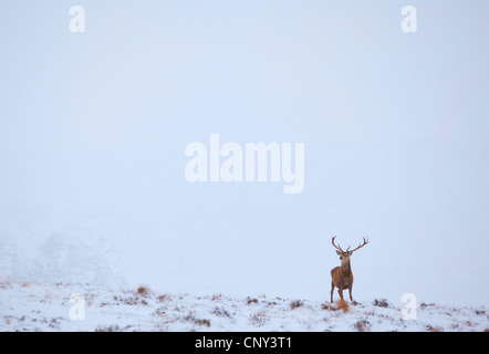 Red Deer (Cervus elaphus), le cerf solitaire dans la neige, Royaume-Uni, Ecosse, Sutherland, Alladale Wilderness Réserver Banque D'Images