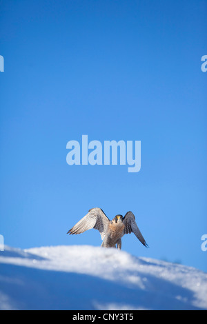 Le faucon pèlerin (Falco peregrinus), en hiver, le Royaume-Uni, l'Écosse, le Parc National de Cairngorms Banque D'Images