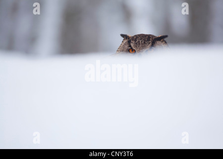 Le nord du grand-duc (Bubo bubo), sur le site de derrière un snow drift, Royaume-Uni, Ecosse, le Parc National de Cairngorms Banque D'Images