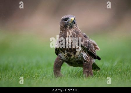 Eurasian buzzard (Buteo buteo), assis sur le sol, Royaume-Uni, Angleterre, Somerset Banque D'Images