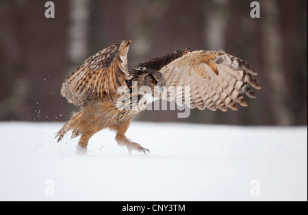 Le nord du grand-duc (Bubo bubo), marcher dans la neige, les ailes battantes, Royaume-Uni, Ecosse Banque D'Images