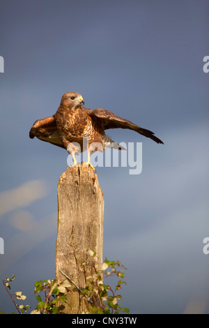 Eurasian buzzard (Buteo buteo) et descendez sur fencepost, Royaume-Uni, Angleterre, Somerset Banque D'Images