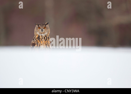 Le nord du grand-duc (Bubo bubo), sur le site de derrière un snow drift, Royaume-Uni, Ecosse, le Parc National de Cairngorms Banque D'Images