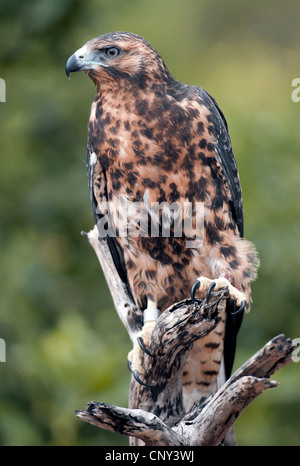 Îles Galápagos (Buteo galapagoensis), assis sur un arbre accroc, Équateur, Îles Galápagos, l'île de Santiago Banque D'Images