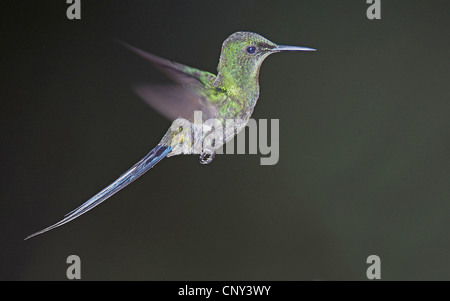 (Discosura conversii Green Thorntail), homme planant, l'Équateur, Quito Banque D'Images