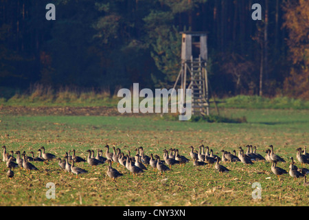 Bean Goose, Taiga Bean goose (Anser fabalis), troupeau, en face d'un soulevé se cacher dans un champ de chaume, l'Allemagne, la Saxe, Biosphaerenreservat Oberlausitzer Heide-und Teichlandschaft Banque D'Images