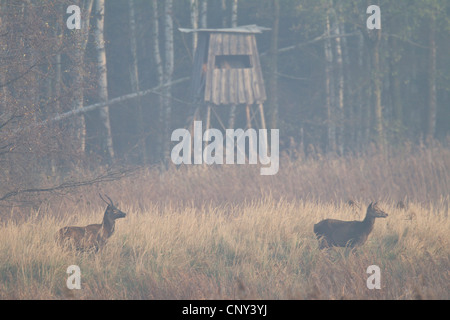 Red Deer (Cervus elaphus), jeune taureau après une vache dans l'herbe au bord d'une forêt en face d'un soulevé de masquer, de l'Allemagne, la Saxe, Syd Banque D'Images