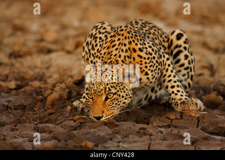 Leopard (Panthera pardus), de boire à un point d'eau Banque D'Images