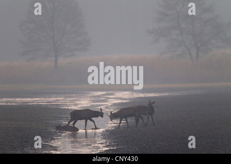 Red Deer (Cervus elaphus), Groupe avec un taureau, deux vaches et un veau à la vautrer dans la brume du matin, l'Allemagne, la Saxe, Syd Banque D'Images