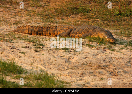 Le crocodile du Nil (Crocodylus niloticus), couché dans le sable, au Botswana Banque D'Images