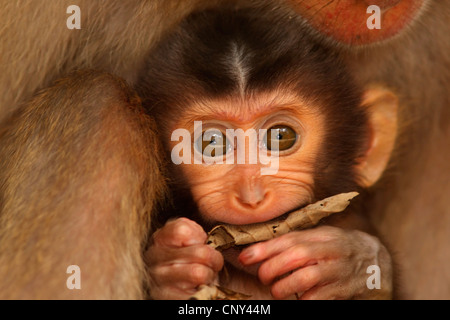 Macaque de cochon, cochon macaque à queue de cochon du sud, le cerf, le macaque (Macaca nemestrina beruk), portrait d'un mineur à mâcher sur une feuille sèche alors que clinged à la mère, de la Malaisie, Sabah, Bornéo Banque D'Images