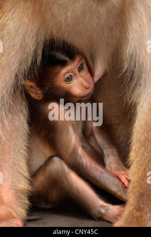 Macaque de cochon, cochon macaque à queue de cochon du sud, le cerf, le macaque (Macaca nemestrina beruk), juvénile suckling, Malaisie, Sabah, Bornéo Banque D'Images