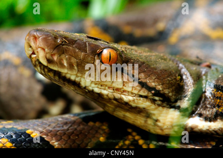 Python réticulé, Diamond python, Java Python Python reticulatus (rock), portrait, Malaisie, Bornéo, Sarawak Banque D'Images