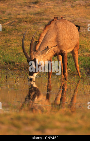 L'antilope rouanne (Hippotragus equinus), boire de l'homme, Botswana, Chobe National Park Banque D'Images