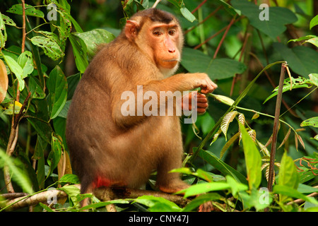 Macaque de cochon, cochon macaque à queue de cochon du sud, le cerf, le macaque, le crabe beruk-eating macaque (Macaca nemestrina), assis dans l'alimentation des branches de feuilles, Malaisie, Sabah, Bornéo Banque D'Images