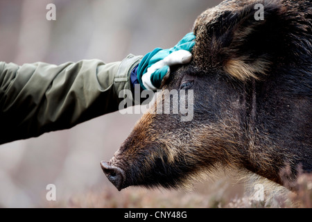 Le sanglier, le porc, le sanglier (Sus scrofa), ranger le toucher à l'fronthead sanglier, Royaume-Uni, Ecosse, Alladale Wilderness Réserver Banque D'Images