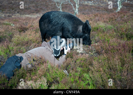 Le sanglier, le porc, le sanglier (Sus scrofa), le sanglier dans heath photographié, Royaume-Uni, Ecosse, Alladale Wilderness Réserver Banque D'Images