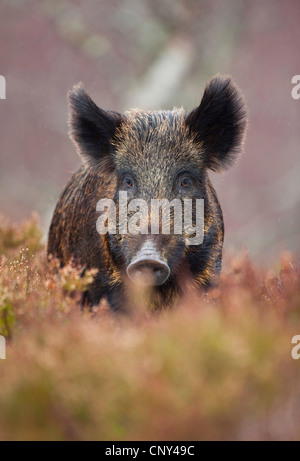 Le sanglier, le porc, le sanglier (Sus scrofa), comité permanent de la Santé, Royaume-Uni, Ecosse, Alladale Wilderness Réserver Banque D'Images