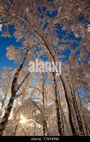 Bouleau commun, le bouleau verruqueux, bouleau blanc européen, le bouleau blanc (Betula pendula, Betula alba), Silver Birches en hiver, Royaume-Uni, Ecosse, le Parc National de Cairngorms Banque D'Images